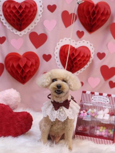 20240220クッキーくん